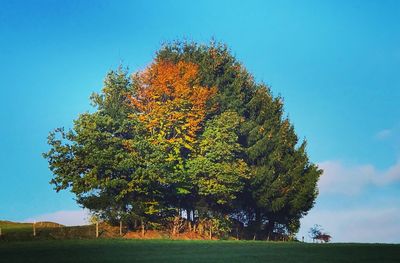 Tree on field against sky during autumn