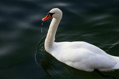 Close-up of swan swimming in lake