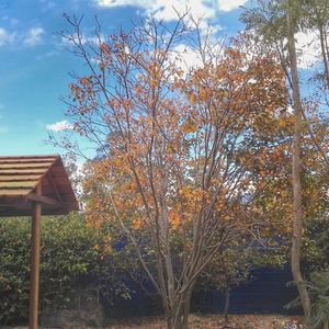 Low angle view of trees against sky