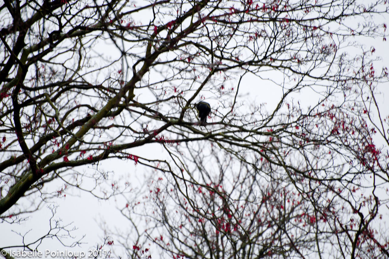 branch, low angle view, tree, bare tree, sky, nature, beauty in nature, silhouette, bird, growth, clear sky, outdoors, tranquility, day, flower, no people, twig, scenics, pink color, cherry tree