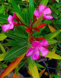 Close-up of pink flowering plant