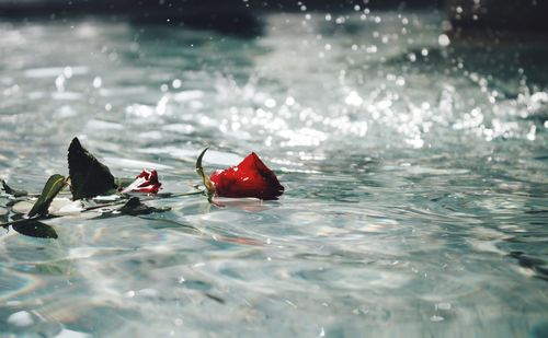 Close-up of red swimming in water