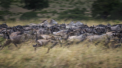 Flock of sheep running in a field