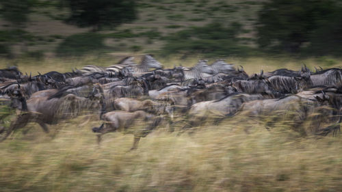 Large group of wildebeest on field