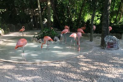 Group of birds in the lake