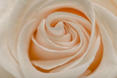 Close-up of white rose