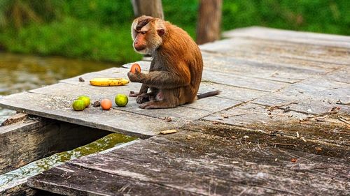 Close-up of monkey sitting on wood