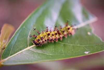 Close-up of common sergeant butterfly caterpillar on leaf