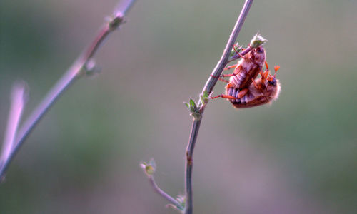 Close-up of beetle mating on plant