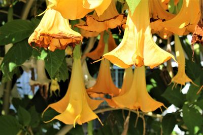 Close-up of yellow flowering plant leaves