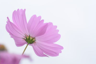 Close-up of pink cosmos flower against white background
