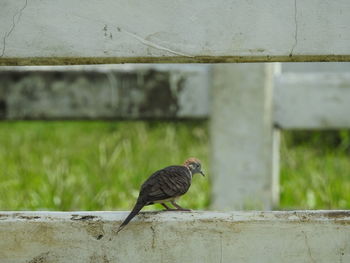 Close-up of bird perching on wood