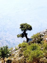 Tree in forest against sky