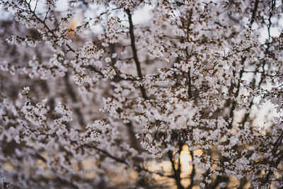 Low angle view of cherry blossom tree