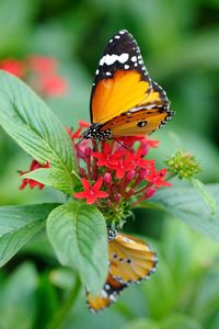 Close-up of butterfly pollinating on flower