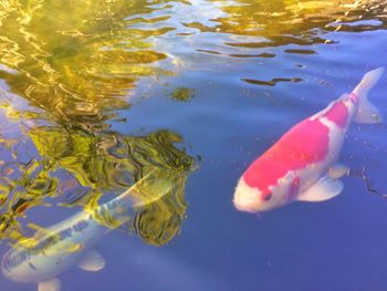 High angle view of koi carps swimming in water