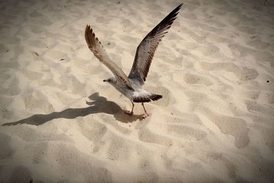 Bird flying over sand at beach