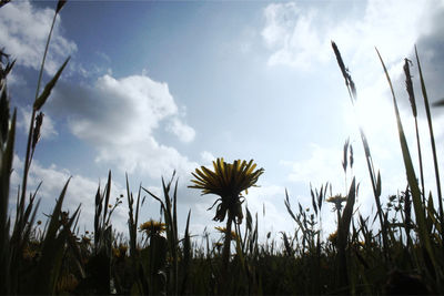 Close-up of flowers growing in field against sky