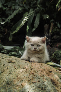 Portrait of kitten on rock