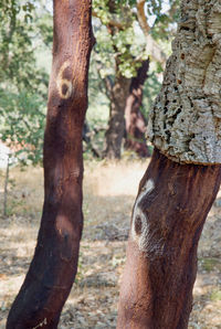 Close-up of tree trunk