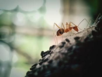 Close-up of ant on rock