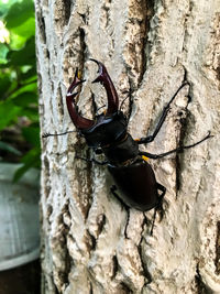 Close-up of insect on tree trunk