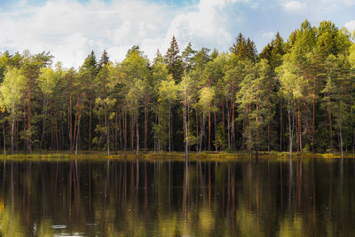 Scenic view of lake in forest against sky