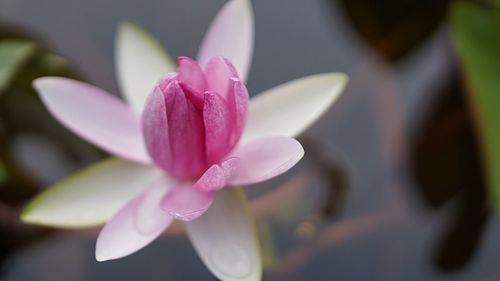 High angle view of pink water lily blooming in pond