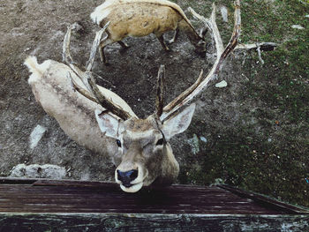 Close-up of deer