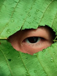 Close-up of a man looking through hole in leaf