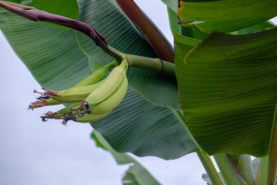 Close-up of green leaves on plant