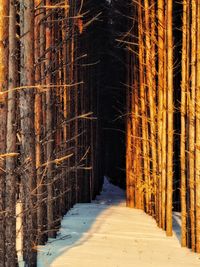 Footpath amidst trees in forest during winter