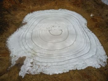 High angle view of tree trunk during winter