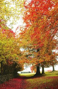 Trees in park during autumn