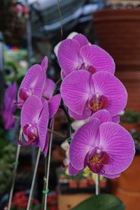 Close-up of pink flowers blooming outdoors