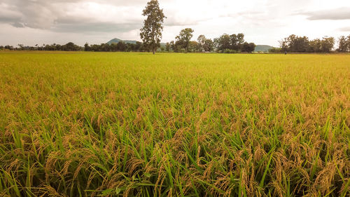 Scenic view of agricultural field against sky