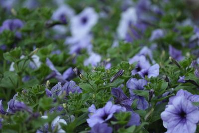 Close-up of purple flowers blooming outdoors