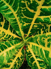 Full frame shot of plants