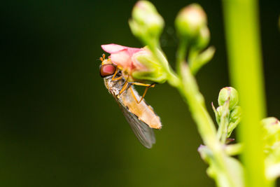 Close-up of insect pollinating on flower