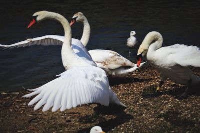 Close-up of swans on lake