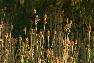 Close-up of grass