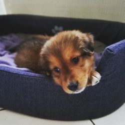 Portrait of puppy relaxing on sofa