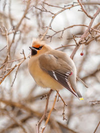 Close-up of bird perching on branch