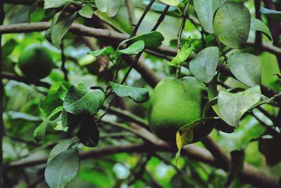 Close-up of pomelo fruit growing on tree