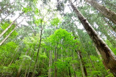Low angle view of bamboo trees in forest