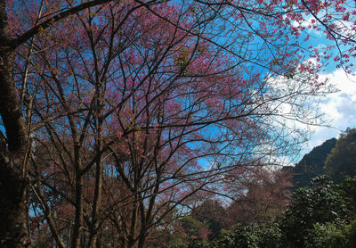 Low angle view of trees in forest