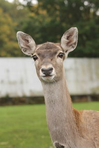 Close-up portrait of horse on field