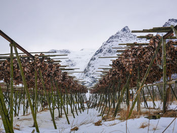 Fish drying on snow covered landscape