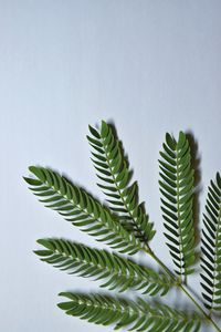 Close-up of palm tree leaves against white background