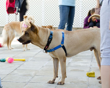 Low section of man standing with dog